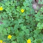 Oxalis dilleniiŽiedas