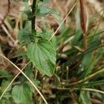 Viola cornuta Leaf