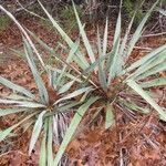 Yucca pallida Hábito