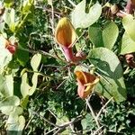 Aristolochia baetica Flor