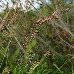 Calamagrostis canescens Цвят