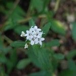 Stevia rebaudiana Blüte