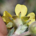 Potentilla pseudosericea Flower