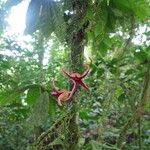 Uvariopsis bakeriana ᱵᱟᱦᱟ