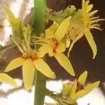 Koelreuteria paniculata Цвят