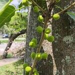 Ficus eximia