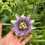 Passiflora ligularis Flor