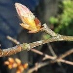 Amelanchier × lamarckii Лист