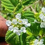 Lantana involucrata Žiedas