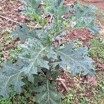 Solanum dasyphyllum Leaf