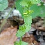 Tozzia alpina Flower