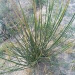 Ammophila arenaria Alkat (teljes növény)