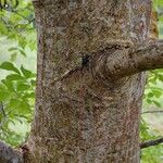 Juglans regia बार्क (छाल)