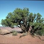 Juniperus osteosperma Hábito