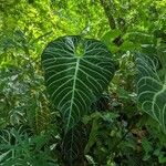 Philodendron verrucosum Blad