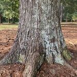 Quercus fusiformis Bark