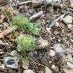 Trifolium lappaceum Kukka