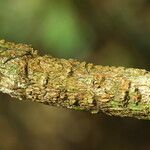 Baissea multiflora Bark
