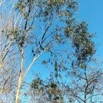 Eucalyptus viminalis Leaf