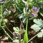 Veronica triphyllos Leaf