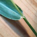 Setaria viridis Hoja