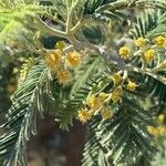 Acacia dealbata Fleur