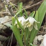 Fritillaria poluninii花