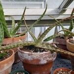 Aloe zebrina 整株植物