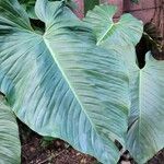 Philodendron ornatum Habit