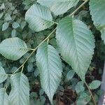 Ulmus pumila पत्ता