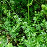 Galium boreale Elinympäristö