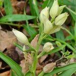 Cephalanthera damasonium Квітка