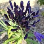 Agapanthus inapertus Flower