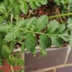 Erodium manescavi পাতা