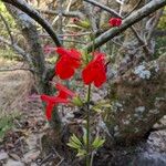Salvia coccinea Blüte