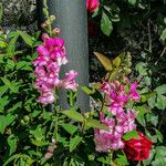 Antirrhinum majusBlomst