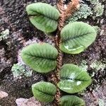Microgramma vacciniifolia 葉