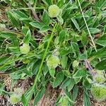 Hydrophyllum capitatum Leaf