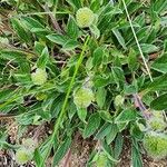 Hydrophyllum capitatum Blad