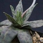 Ledebouria revoluta Лист