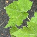 Corynabutilon vitifolium 葉