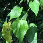 Croton sylvaticus 葉