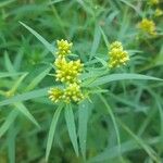 Euthamia graminifolia Flower