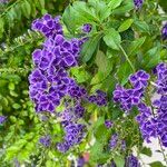 Duranta erecta Libunga