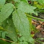 Cedronella canariensis Leaf