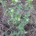 Lantana viburnoides عادت داشتن