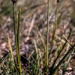 Carex norvegica Hábitos