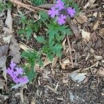 Verbena bipinnatifida Хабит