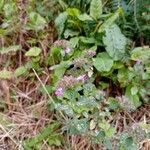 Clinopodium vulgareFlor