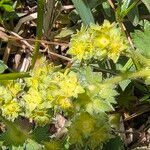 Alchemilla monticola Blüte